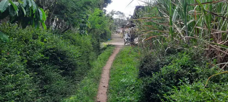 KEBUN TEBU LOKASI DAMPIT KABUPATEN MALANG