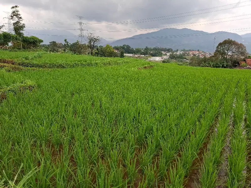 JUAL CEPAT TANAH SAWAH CIMAUNG BANDUNG SELATAN