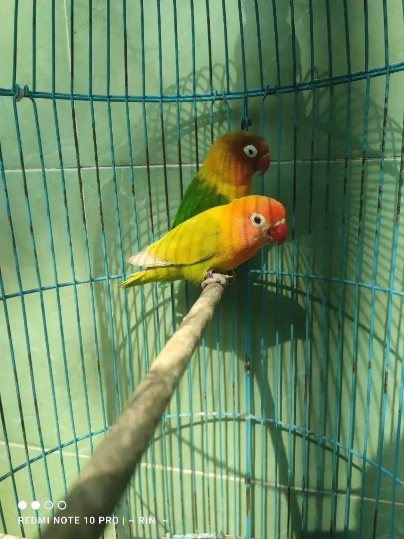 Sepasang Lovebird Dewt