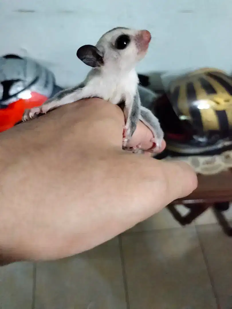 Sugar glider joey White face