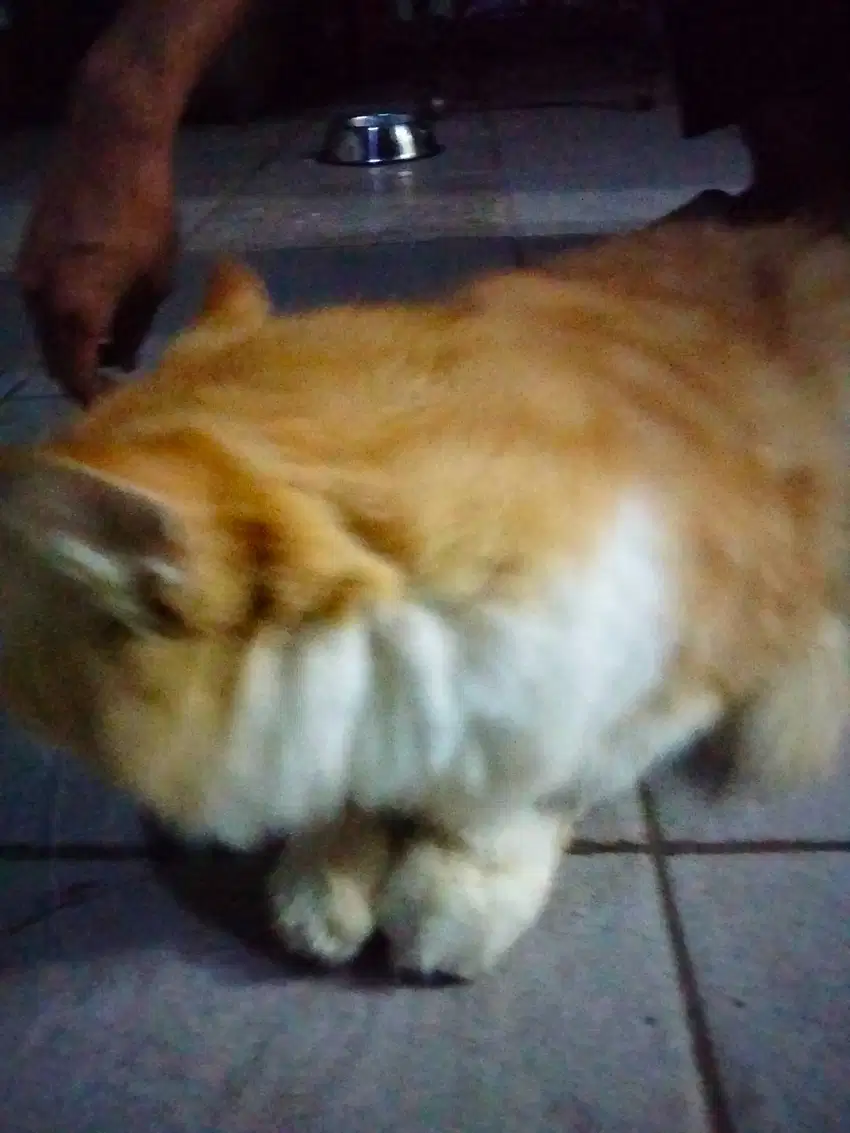 Kucing anggora, warna orange