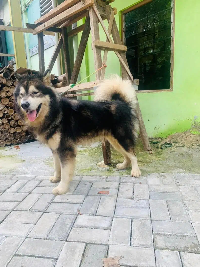 Giant Alaskan Malamute Jantan