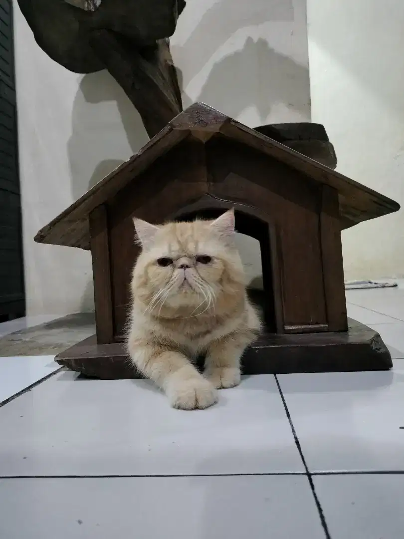 Exotic shorthair jantan