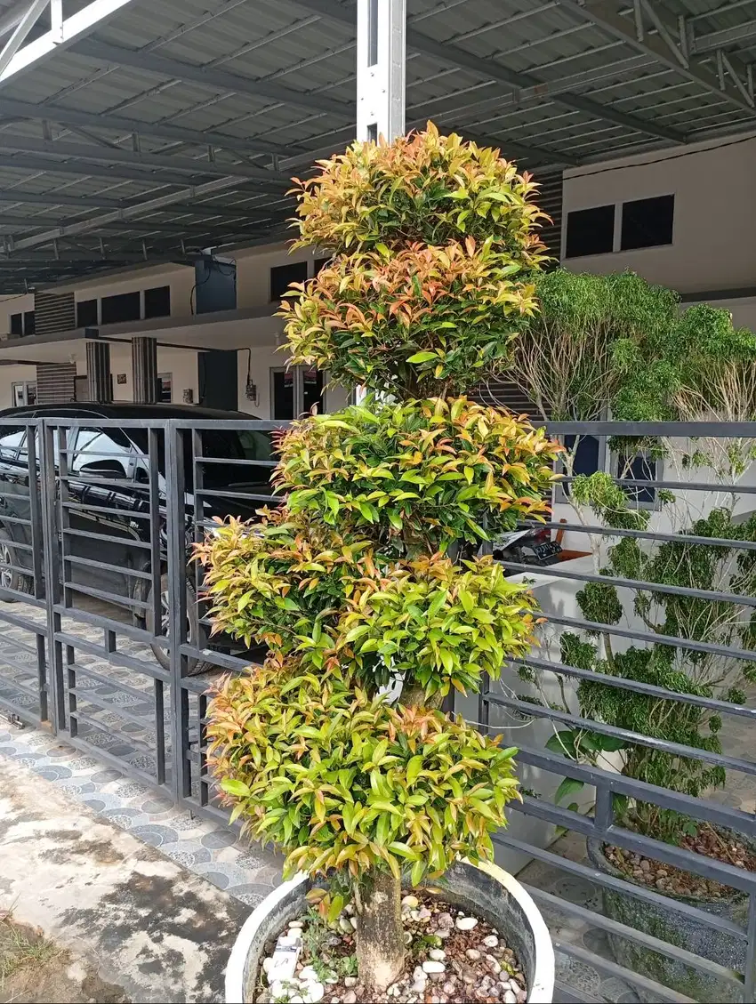 Bonsai Tanaman Hias