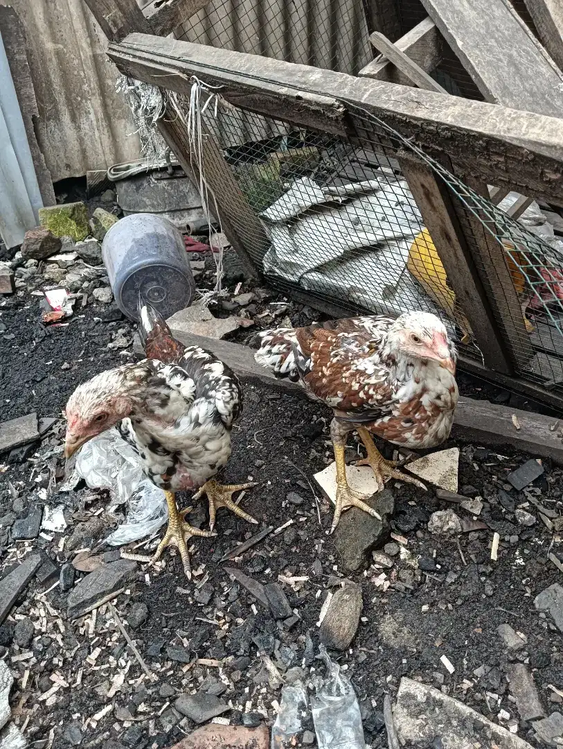 Sepasang ayam bangkok