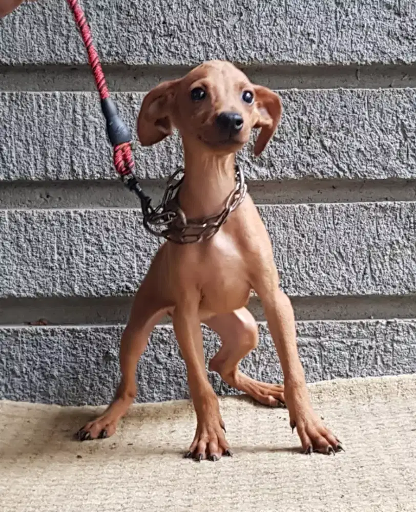 Mini Pincher DNA Doberman