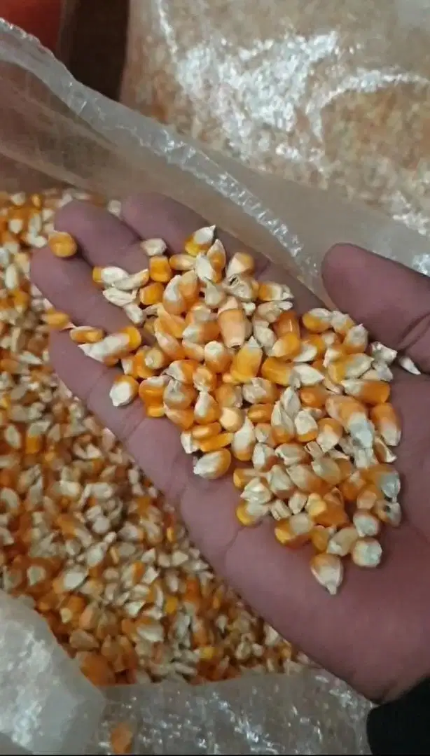 Jagung pipil sedang kering