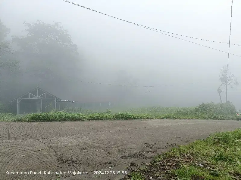 TANAH PACET MEPET HUTAN PINUS NOL JALAN