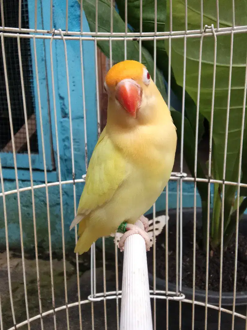 Burung Lovebird biola creamino mm