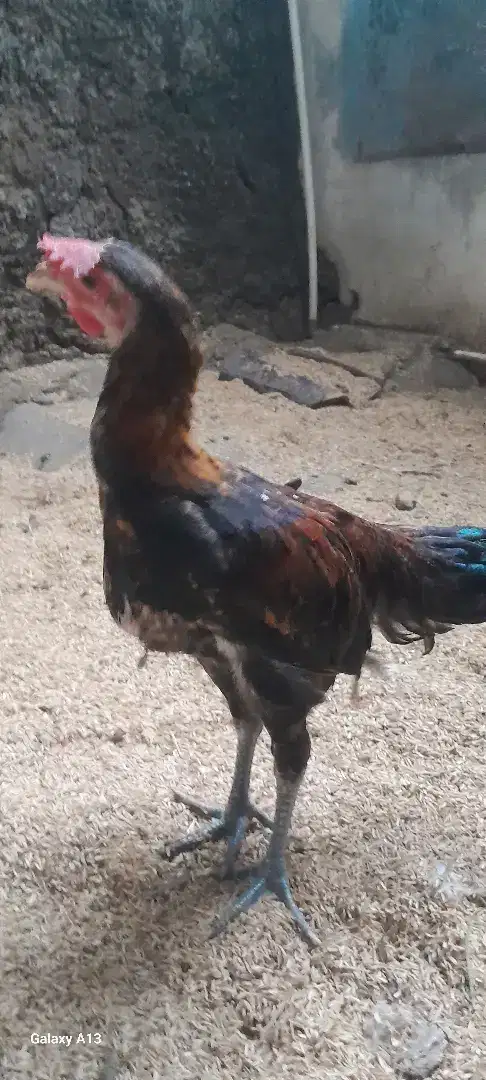 Ayam pelung jantan dan betina