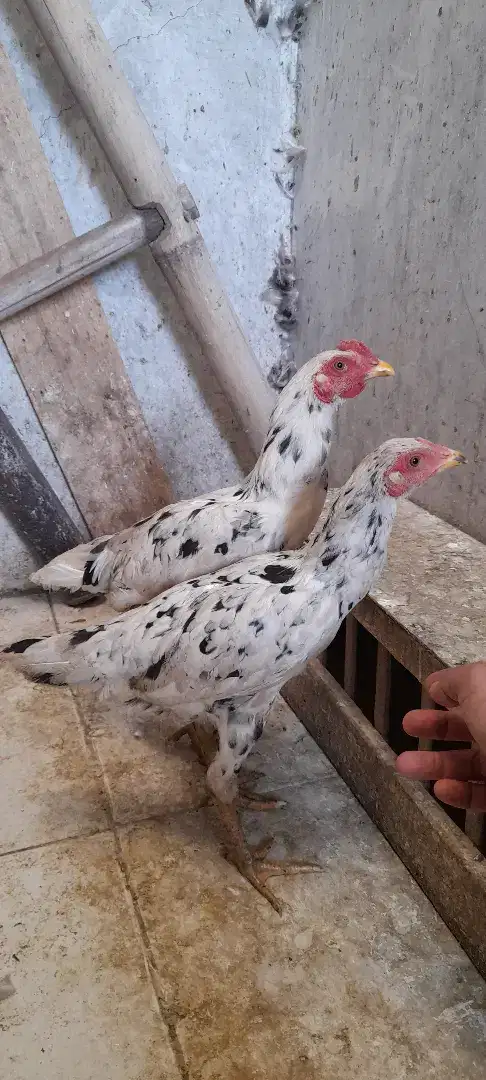 Ayam kampung satu pasang