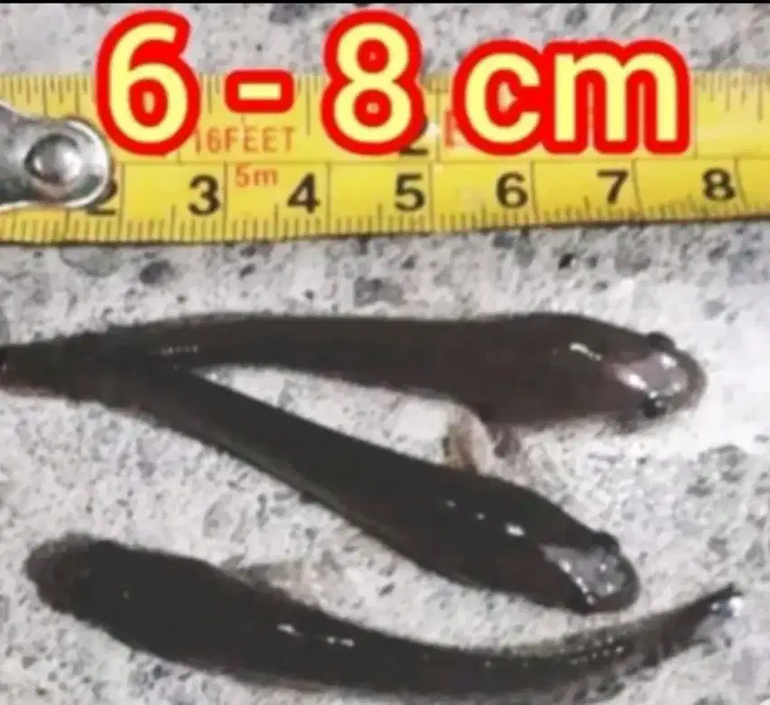 BIBIT IKAN GABUS 6-8 CM SUDAH PELET