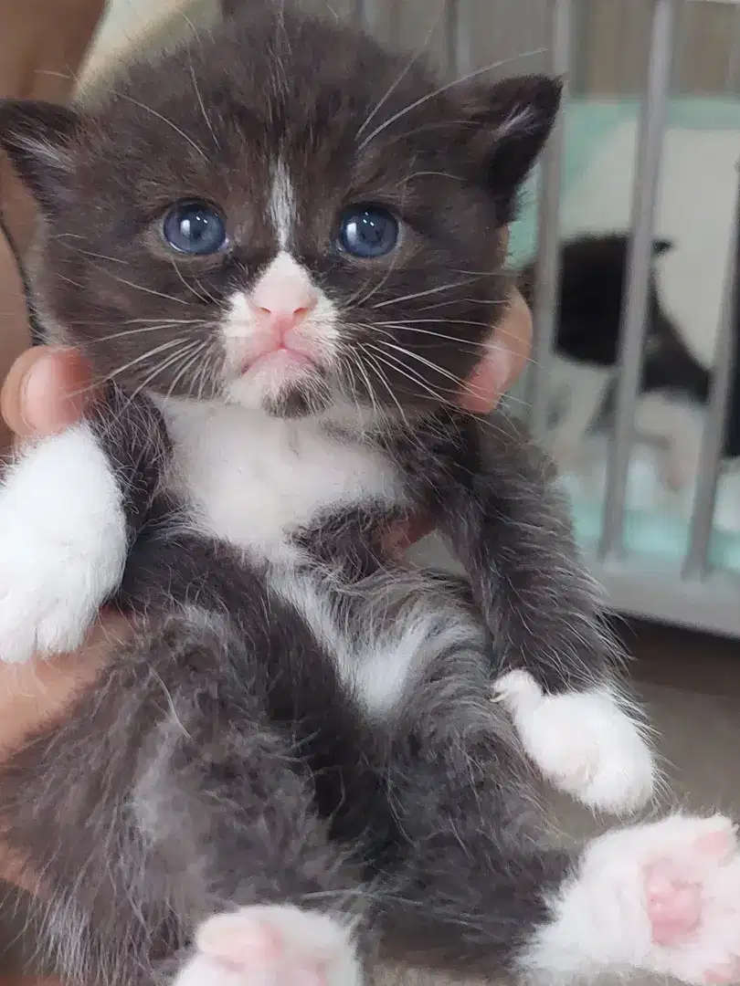 KITTEN BSH BLUE EYES