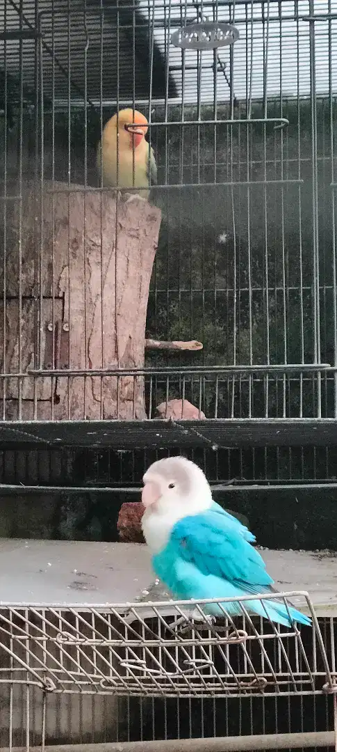 LoveBird pasangan tua