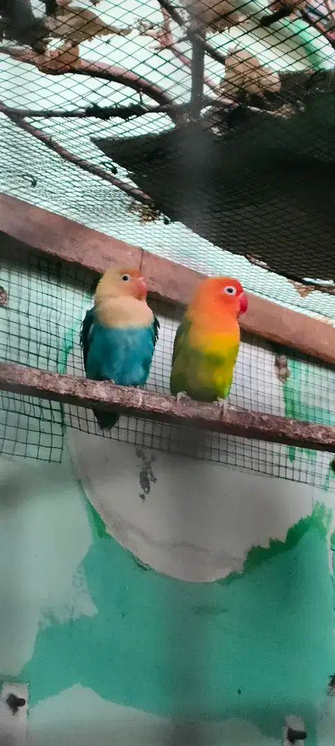 LoveBird pasangan bio