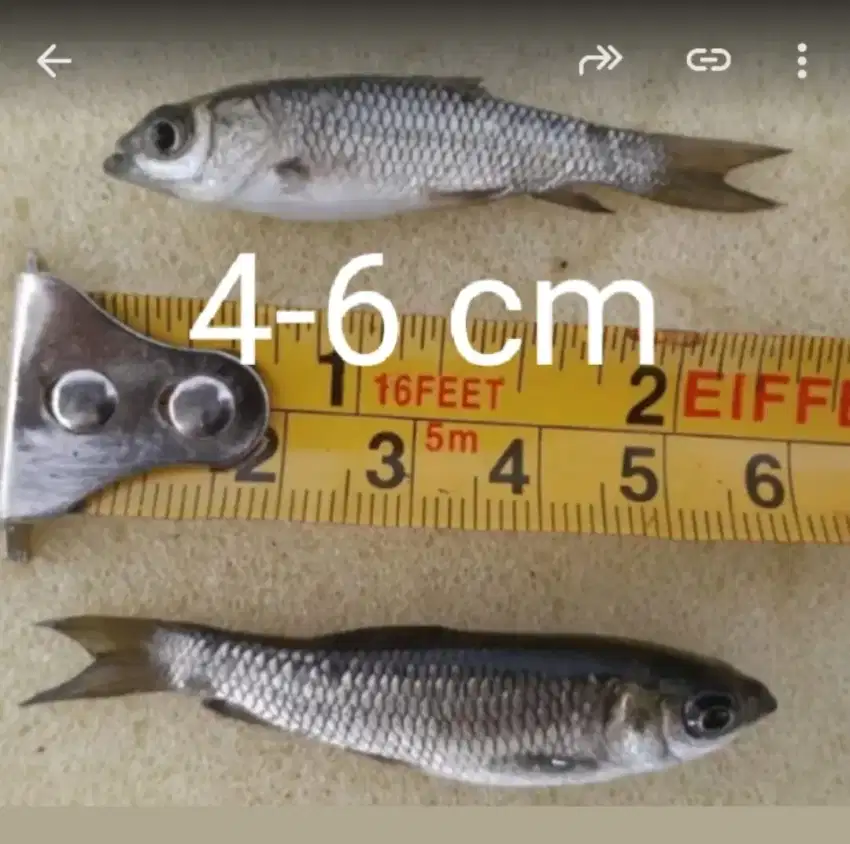 IKAN Graskap Pemakan Rumput (4-6cm)