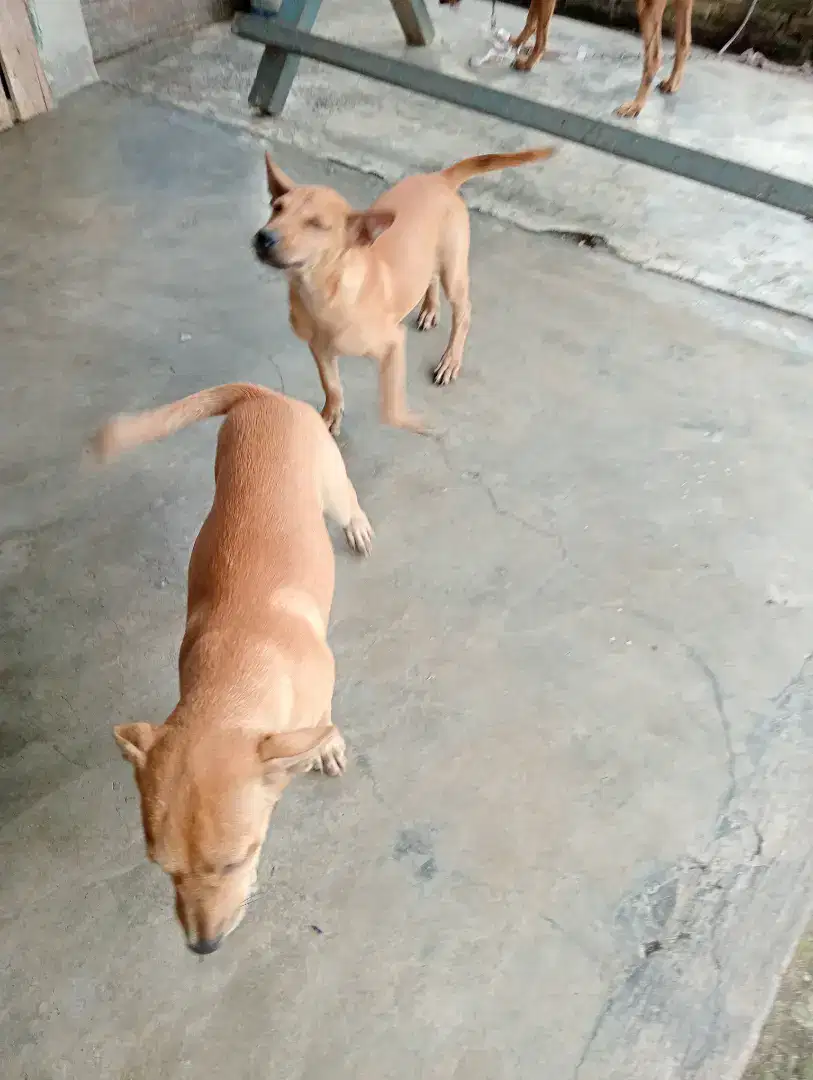 Di jual anak anjing kampung umur 4 bulan sehat lincah kuat makan