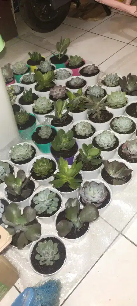 Tanaman Hias Sukulen