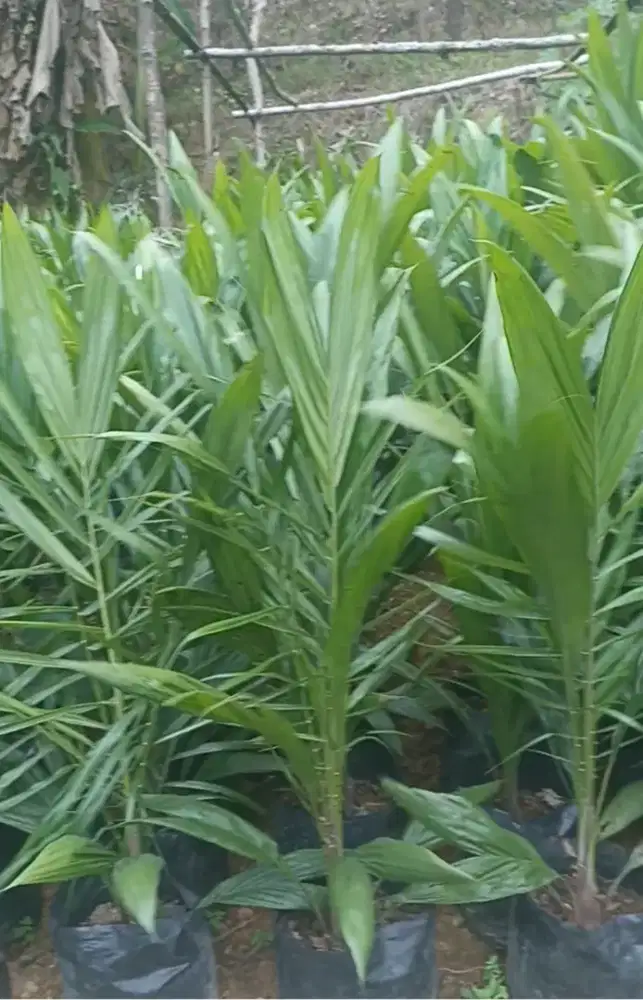 Bibit pohon kelapa sawit