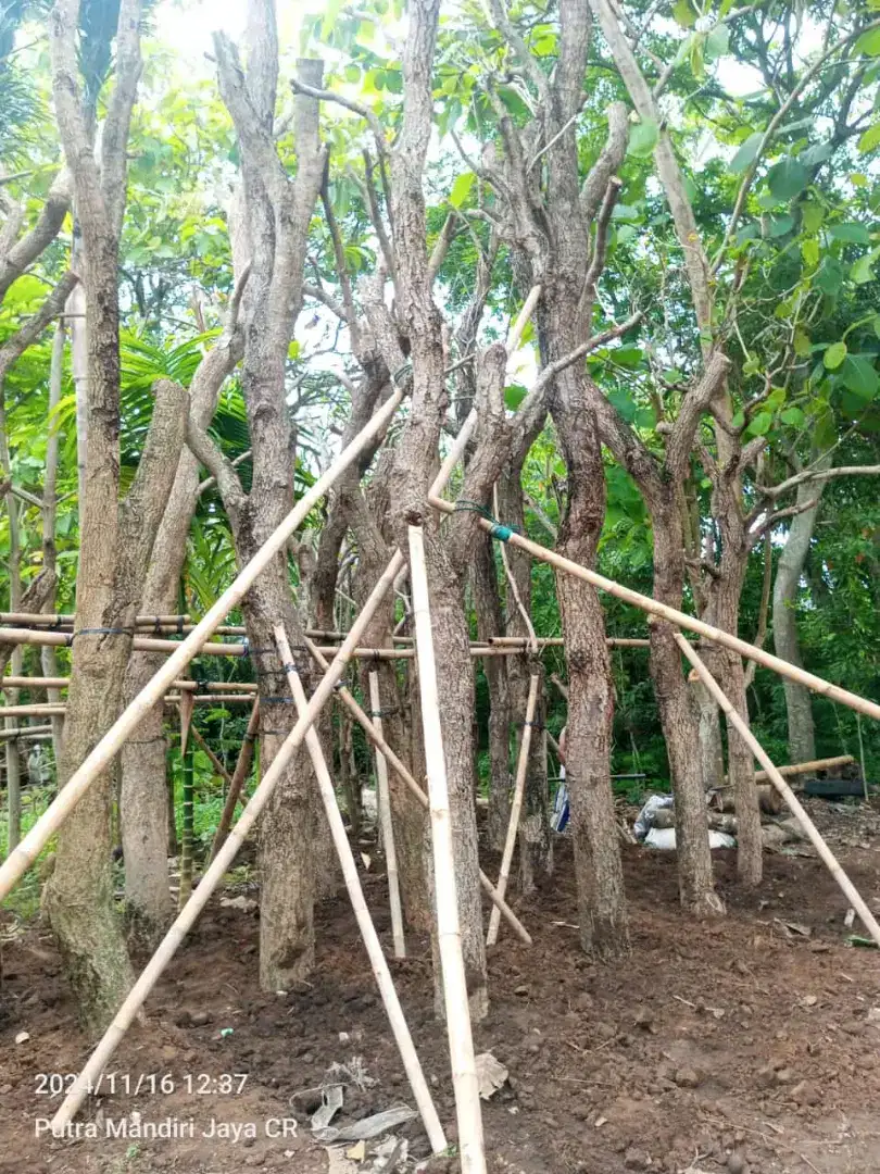 Pohon peneduh Tabebuya kuning