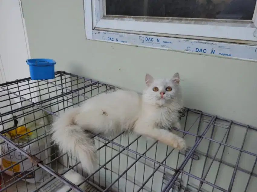 Kucing kitten persia medium / anggora / himalaya / peaknose / flatnose