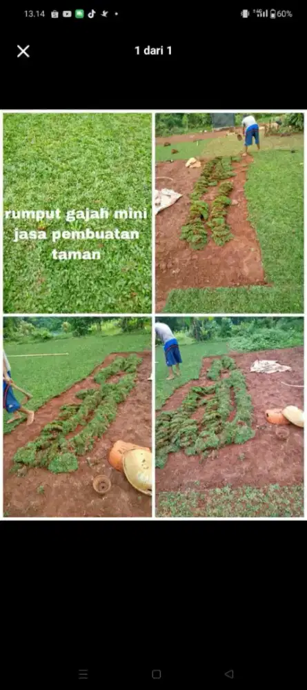 Rumput gajah mini