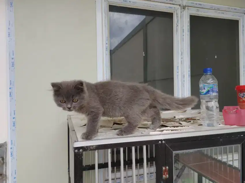 Kucing kitten british shorthair / scottish / anggora / persia peaknose