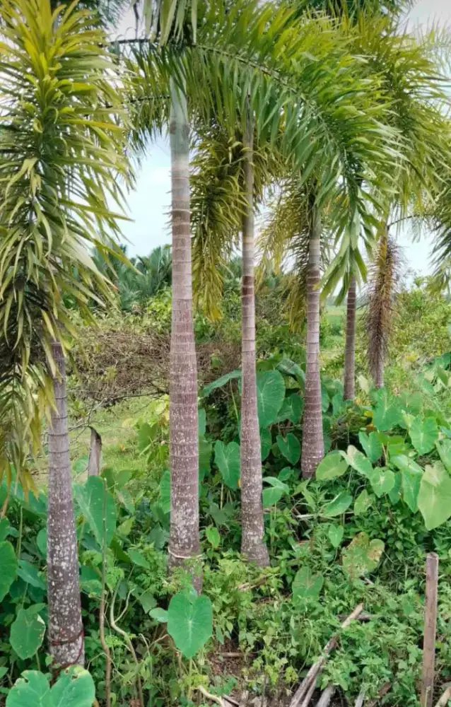 Pohon palem ekor tupai