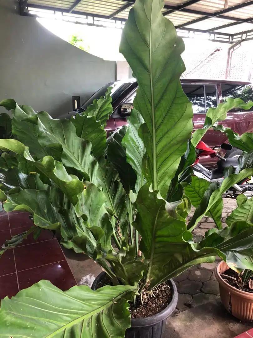 Borongan anthurium gelombang cinta jumbo