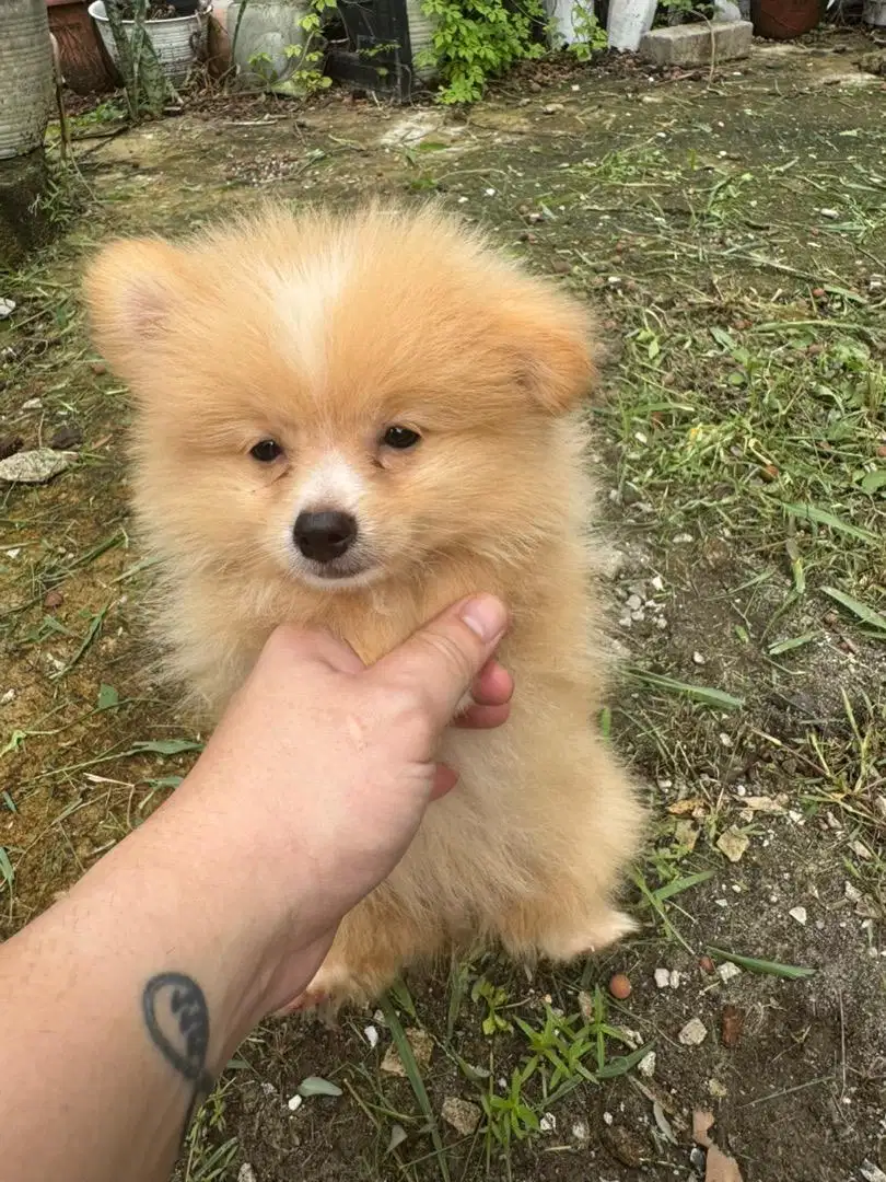 PUPPIES MINIPOM