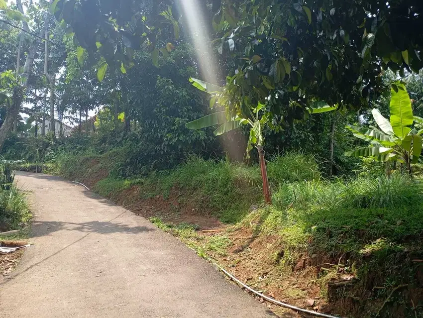 Tanah datar kebun manggis produktif nempel jalan cocok untuk rumah