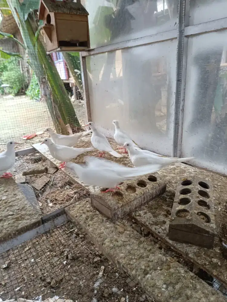 Burung puter putih mata merah