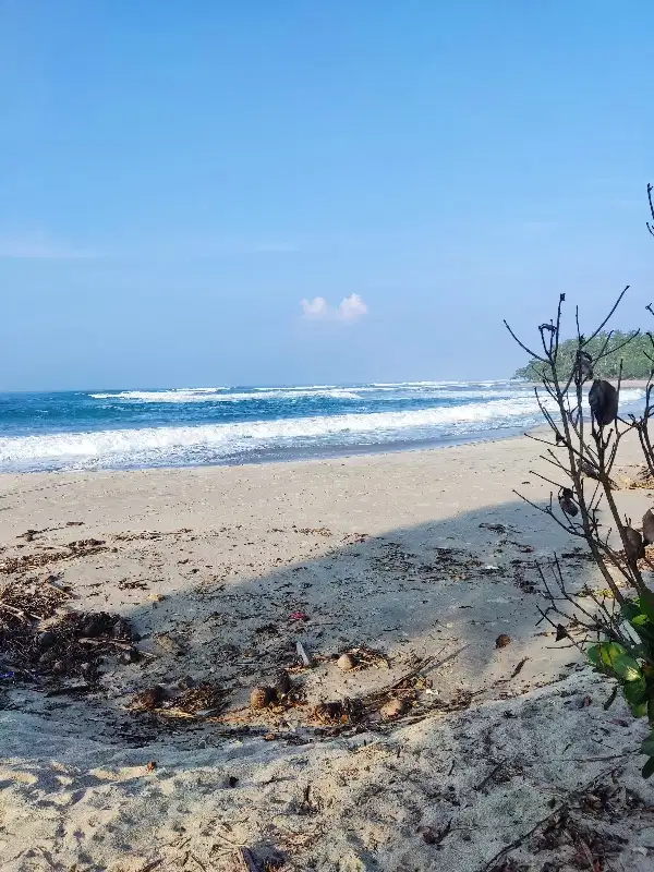 tanah 7600 meter dipinggir pantai krui pesisir barat