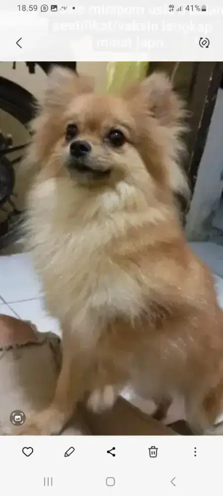 Minipom Betina Proven