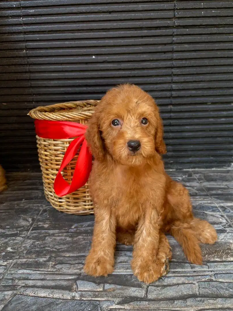 Male Pure Breed Poodle