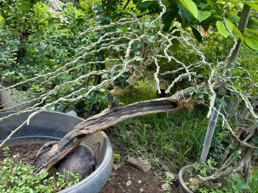 Bonsai pohon sisir, pohon sisir