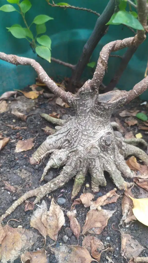 Bonsai kimeng / pohon beringin