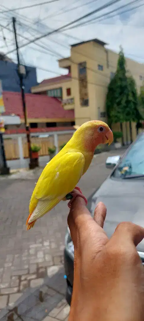 Lovebird jinak mata merah jenis non klep