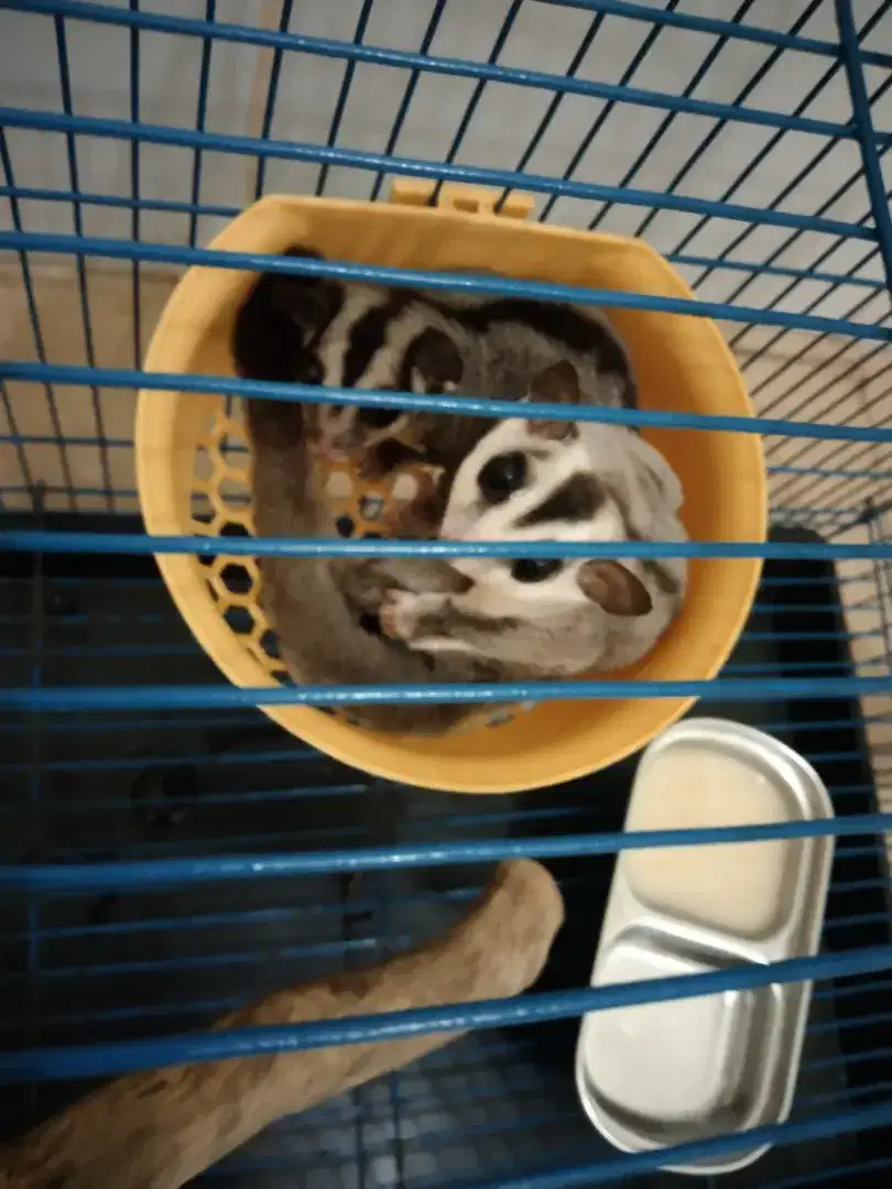 JUAL SEPASANG SUGAR GLIDER + KANDANG