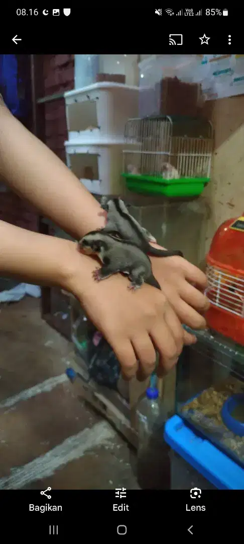 Sugar Glider anakan joey dan indukan