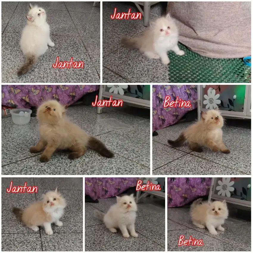 Kucing Ragdoll Bicolor Simetris & Non Simetris