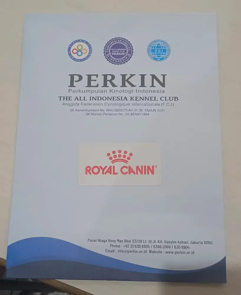 Anakan Ras Chihuahua Jantan Longhair / Longcoat Mantap