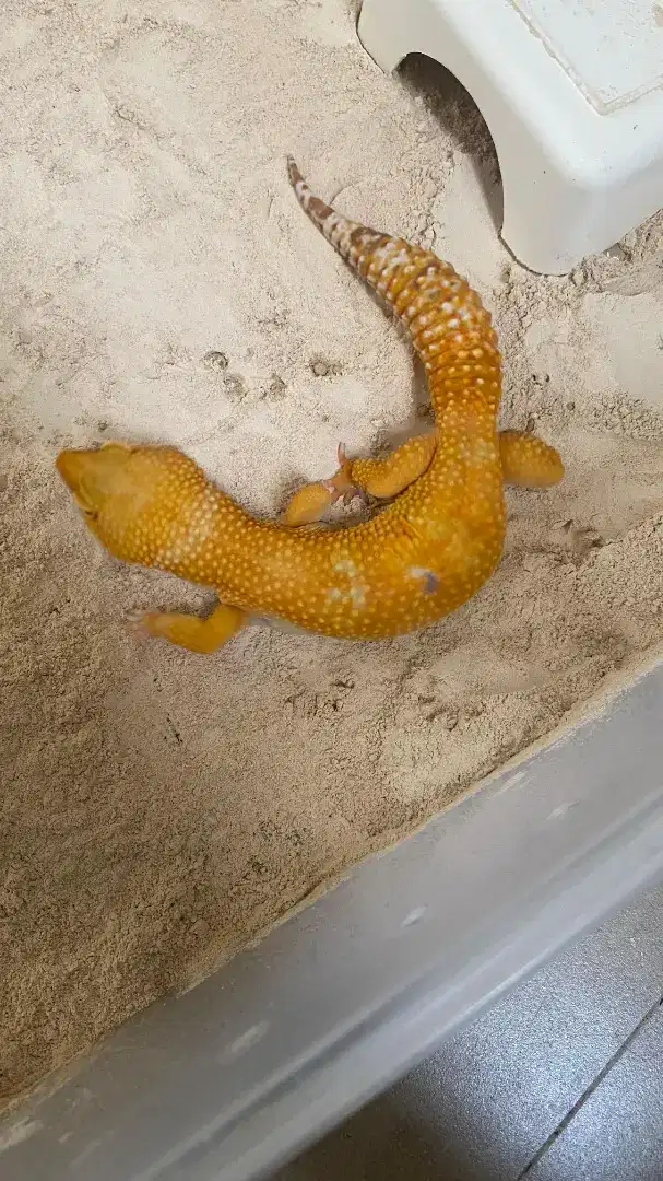 Gecko Jantan Leopard Sunglow Panjang 25cm