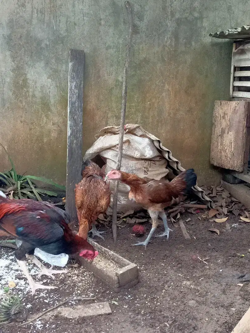 Jual Ayam Kampung