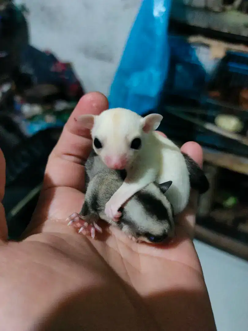 Sugar glider joey grey het leu /sg joey