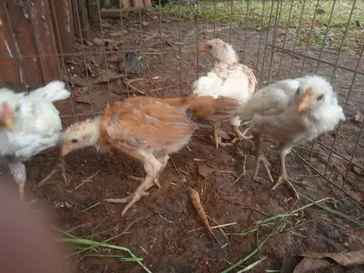 Anak ayam silangan Bangkok umur 1 1/2 bln