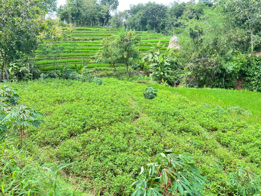 Tanah Subur 3265m² Hanya 70rb/m Kerjo, Karanganyar