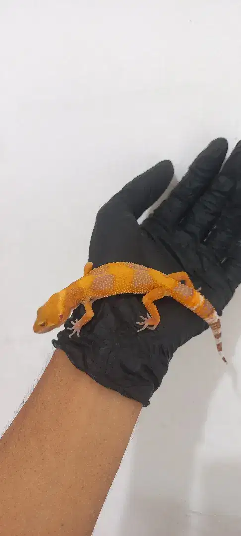 Juvenile Leopard Gecko sunspot (BC16)