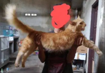 Mainecoon jantan bukan mix