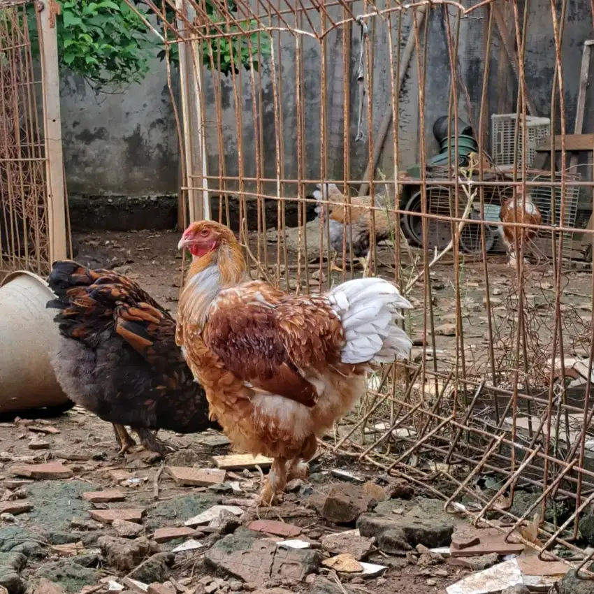 Ayam Wyandotte X Brahma Betina Kualitas Bagus